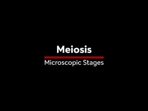 Meiosis stages under the microscope