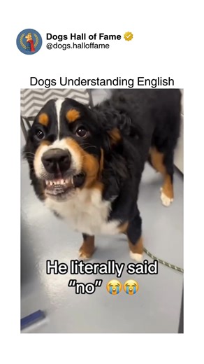Dogs • Cute Dogs • Dog Videos on Instagram: "Those jaw-dropping moments where dogs clearly demonstrate they understand English far better than they let on, responding to complex sentences, specific words buried in conversations, and commands they've never been formally taught. These aren't simple "sit" or "stay" reactions — these are dogs perking up when someone mentions "park" in casual conversation, immediately hiding when "bath" gets whispered three rooms away, or executing multi-step instruc
