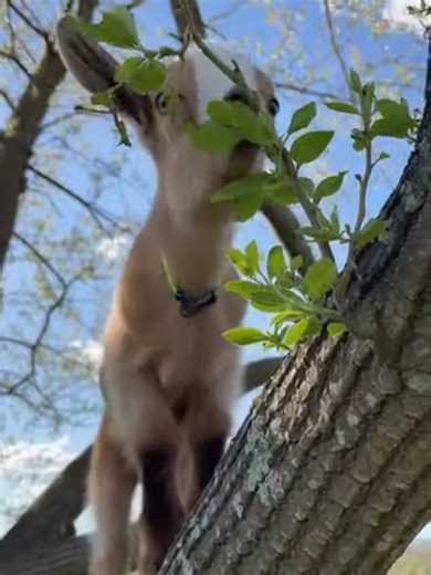 This tiny goat loves to climb… even on crazy heights! 😲🐐”#BabyGoat #USA #CuteAnimals #USA