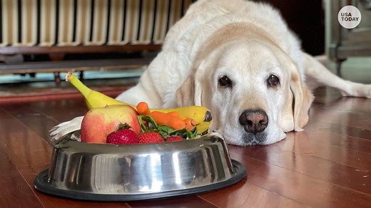 Can dogs have oranges? Keep an eye out for these toxic parts of the fruit.