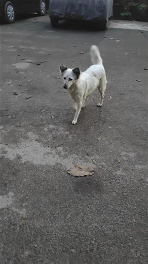 When Two Dogs Fall in Love 🐶💕 | Cute Dog Story
