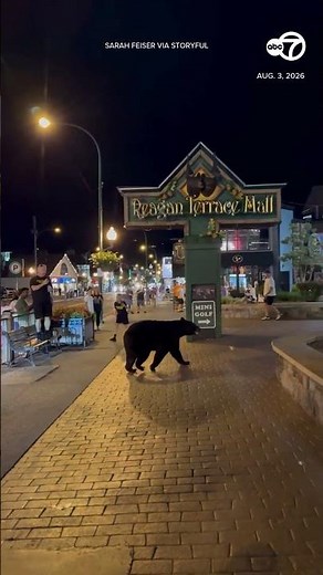Black bear wanders through crowded Tennessee shopping area
