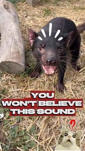 Tasmanian Devil's Insane Scream! (Sound On) #viral #short #animals