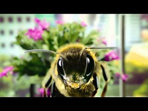 Parrot POT - Episode #3 - The Busy Bee #CES2016