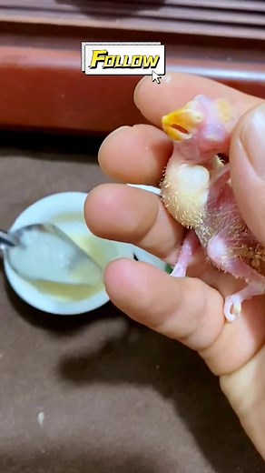 Brother Bird Training on TikTok