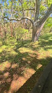 First time ever doing floor prep 😅 No experience, just showed up and got it done.🙌💯 Everyone starts somewhere 📍 #fypシ゚ #ThankYouLordForAllTheBlessings #sharingexperiences #huslter #ThankYouLordForEverything #fakeexperiences | Safns Shepherds