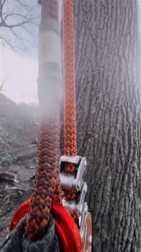 Taking out some large deadwood from this veteran oak tree #treework #fyp #fyp #bluecollar #teamworkmakesthedreamwork