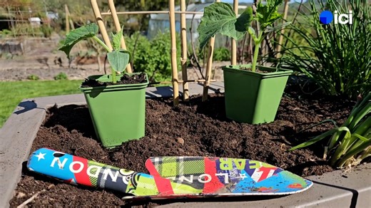 2.6K views · 14 reactions | Vous n'avez qu'un balcon ? Voici des conseils pour créer un potager pour profiter de vos légumes frais ! 塞 | ici Belfort Montbéliard | Facebook