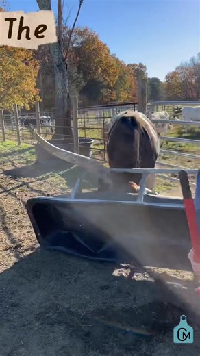 Just Chuck being Chuck. The trough won this round. #cow #cattle #farming #longhorns #farmlife #texaslonghorns #farm #texaslonghorncattle #farmlifebestlife #texaslonghorns #RanchLife | Coal Mountain Cattle Co.