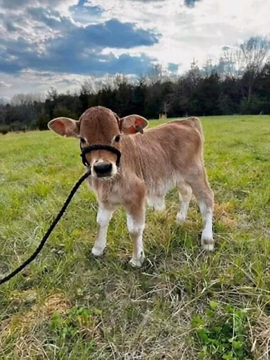 Sapi mas iyun Tina sabibit 3 ekor × 3 = 30 ekor Jadilah peternak muda Karna sangat menjanjikan #fyp #real #sorotan #pengikut #peternakdogarmilenial #hpdki #farm #sheep #animal #Dombagarut #sapi @penggemar berat | Peternak Dogar Milenial