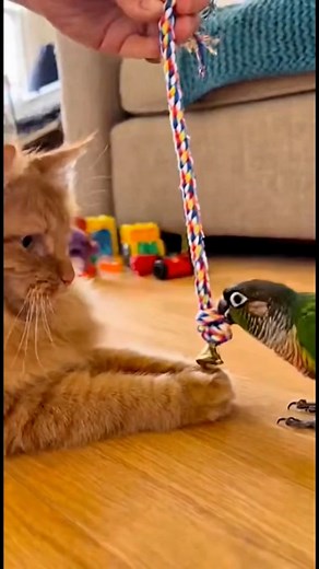 Bird toy #birdlife #parrot | The parrot