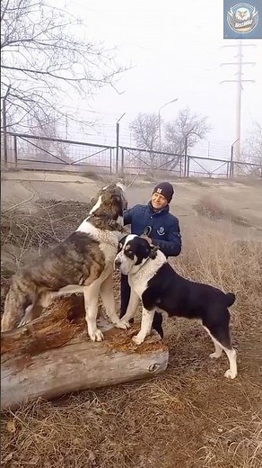 Alabai – The Real Giant Dog Beast