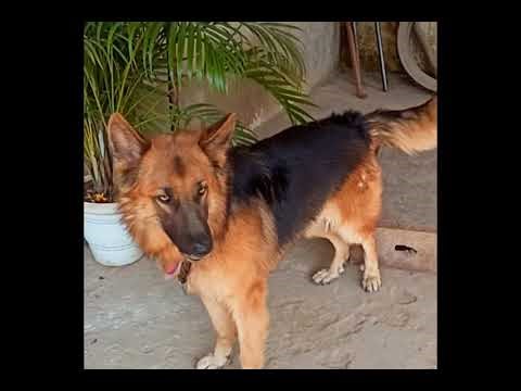 Angry animal's barking video/angry dog barking sound/german shepherd dog barking video.