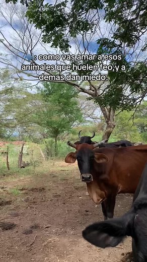 Understanding Animal Love in Rural Farming