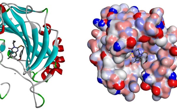 高精度免费在线分子对接教程Simina(Auto dock vina based)