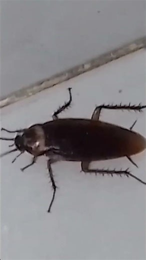 Cockroach Crawls on The Floor #shortvideo #cockroach #insects #fypyoutube