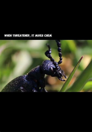 This Animal Explodes to Survive 😳💥