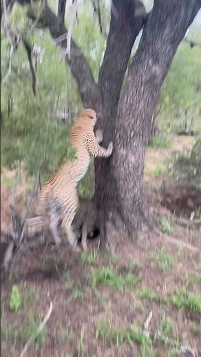 Wild Dogs Chase Leopard Up a Tree 😳