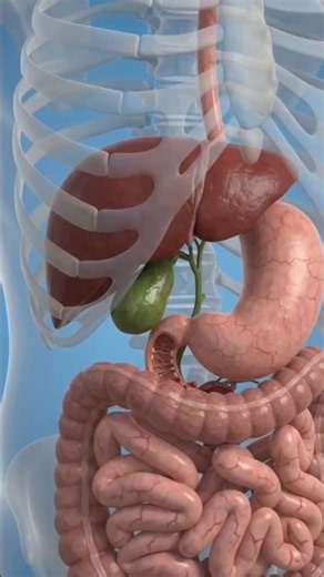🫀 Gallbladder Explained | How the Gallbladder Stores & Releases Bile | Human Body 3D Animation