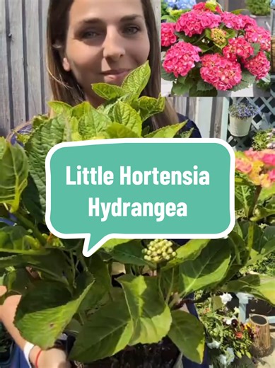Little Hortensia is a compact hydrangea that's easy to care for. Because of its compact size it is perfect for pots or borders in your garden and for small outdoor spaces. Although the plant is small, it produces full size blooms. They're available in red (although I'd argue pink!) or white and look so beautiful. #hydrangea #gardenplants #gardening #TiktokMadeMeBuyIt
