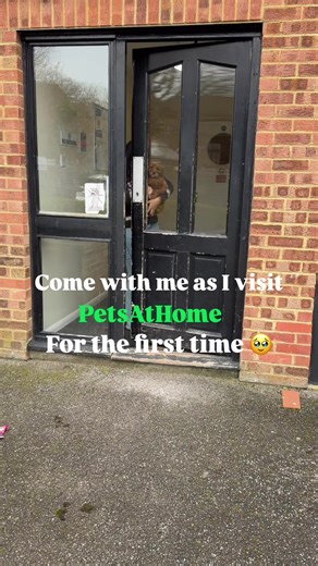 Adorable Cavapoo Puppies: The Cutest Companions