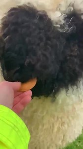 48K views · 1.6K reactions | Friday!    (IG: @bopeep_valaisblacknose) | LightInTheBox | Facebook