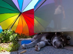 Calgary breaks 125-year-old temperature record as heat wave continues