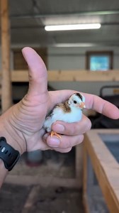 The pure Ayam Cemani's and Appenzeller Mixes are growing nicely, the Guinea Keets are also growing fast. I've refilled my incubator as alot of the first batch (guineas) did not progress I find them harder to incubate then chicken eggs, very hard shell and membrane inside. #modernhomestead #homestead #guinea #chicken #homesteading | Modern Homestead | Facebook
