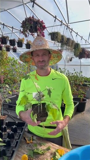 Pruning Abutilon / Flowering Maple…quick version - detailed video coming soon