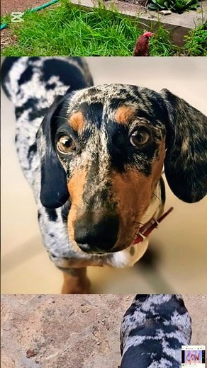 Cow and Chicken...intro