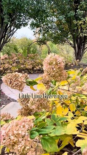 Panicle Hydrangeas in Late Fall