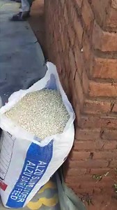 4.4K views · 52 reactions | Maize shelling #agribusinesstalk | Agribusiness Media | Facebook