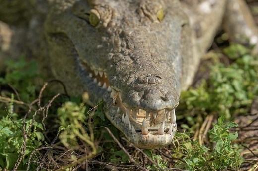 【動画】ワニに襲われた男性の「最期」...遺体発見の瞬間が映像に残されていた