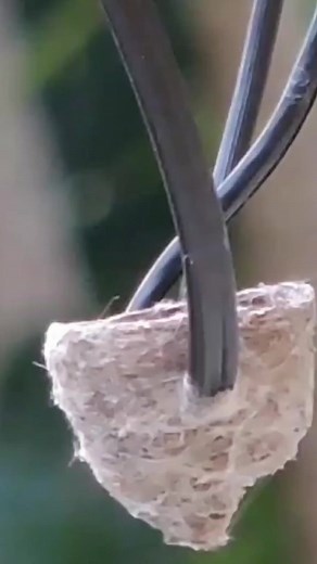 Australian Willie Wagtail birdsgrowing up