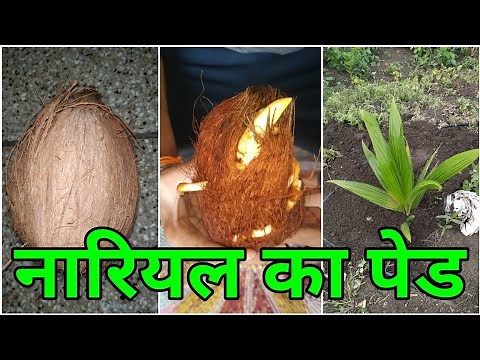 Nariyal Ka Ped Kaise Ugaye Hindi | How To Grow Coconut Tree At Home | Nariyal Ko Gmle Me Ugaye