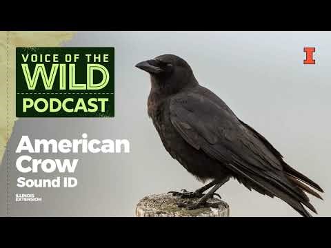 Episode 85: American Crow – Voice of the Wild