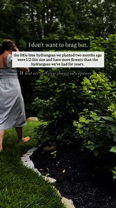 11K views · 84 reactions | Our little lime hydrangeas that we planted...