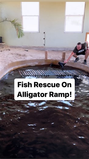 Wildlife Educator | Animal YouTuber on Instagram: "Fish Rescue On Alligator Ramp!!!"