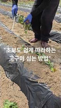 “초보도 쉽게 따라하는 고구마 심는 방법”