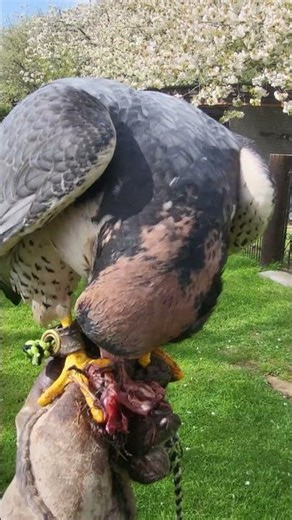 LANNER FALCON FEEDING ON THE FIST
