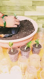 5.5K views · 38 reactions | Adenium plants #growing #flowers #gardeningtips | Fashion home gardening | Facebook