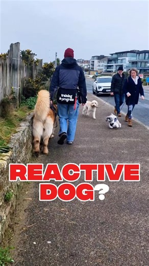 Walking by with a reactive dog is so hard. There are three stages you need to hit in order to get here, just like Koda had to do. Firstly, you have to start with big distances. If your dog can't cope at a distance, they'll never cope with a walk by. Have your dog watch other dogs, and reward them when they look away/offer you any nice behaviour. Do this for a few months. Avoid places with narrow paths if you can. Secondly, start walking by dogs at a decent distance. Aim to walk towards them, and