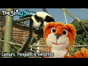 The Shiny Show | Lemurs, Penguins & Giraffes | S1E34