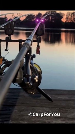 Carp Run 46 #carpfishing #carp #fishing