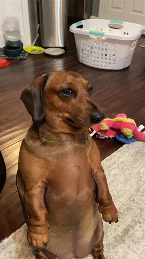 ديني ديني: مفهوم الجمال في الأغاني