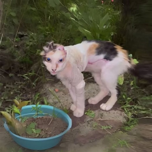 Miu, a neglected cat who suffered from abuse, had her life transformed by a compassionate stranger | We love animals