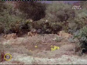 Daktari_s3e14_Clarence bezúgott.avi