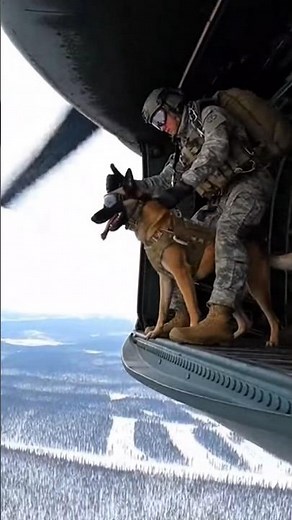 Elite K9 vs Threat | Tactical Dog Action🐕‍🦺🔥 #k9 #k9training #malinois #viral #k9unit #wildlife