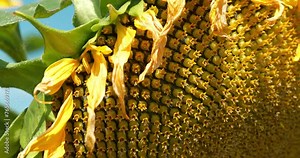 Sunflower seeds. Fibonacci golden ratio in nature and sunflower seeds. Golden ratio in sunflower ensures the most uniform distribution of seeds in basket or head of sunflower. Cinema 4K 60fps video