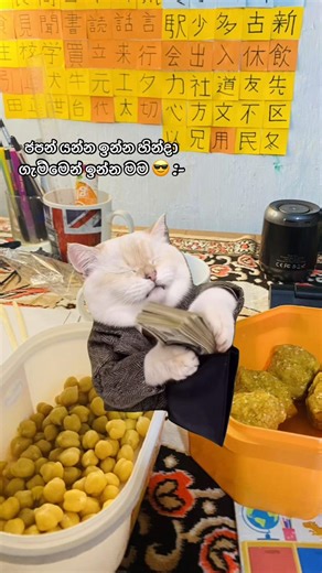 ජපන් යන්න ඉන්න සිංහල කුඩ්ඩාහ් මීම් 😁💸